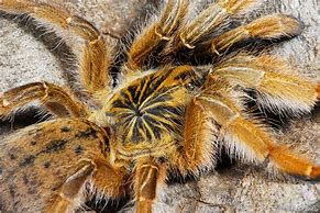 Image result for Golden Baboon Spider