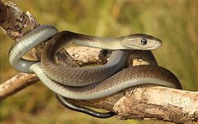 Image result for Black Mamba Snake Baby