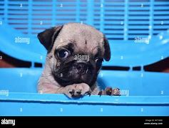 Image result for Cachorro Pug