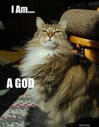 Image result for Cat God Meme
