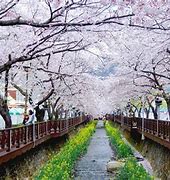 Image result for Korea Sakura
