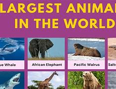 Image result for Biggest Animal On Planet Earth
