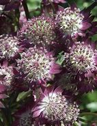 Image result for Astrantia major Star of Beauty