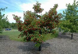 Image result for Acer tataricum HOT WINGS