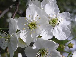 Image result for Prunus cerasus Pater Stefaan