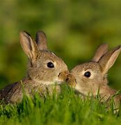 Image result for Bunny Kiss