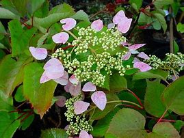 Image result for Schizophragma hydrangeoides Roseum