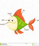 Image result for Fish Diagram for Kids