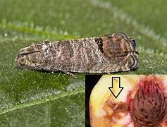 Image result for "oriental-fruit-moth"