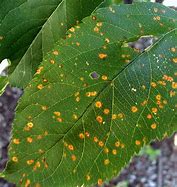 Image result for Rust Spots On Apple Tree Leaves