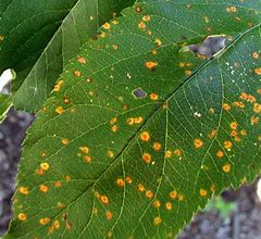 Image result for Apple Tree Leaf Spots