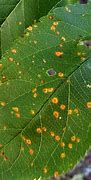 Image result for Orange Spots On Apple Leaves