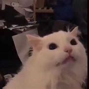 Image result for Screaming Cat Meme