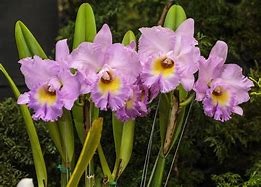 Image result for Galaxy Orchid