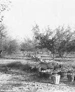 Image result for Heritage Apples