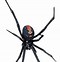 Image result for Redback Spider USA