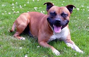 Image result for staffordshire bull terriers