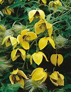 Image result for Clematis Orientalis
