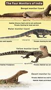 Image result for Biggest Gecko in the World