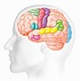 Image result for Brain Muscle Clip Art
