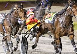 Image result for Bronte Nieuwenburg Harness Racing