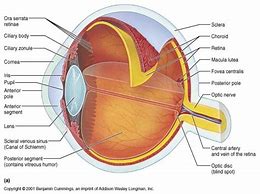 Image result for Retina Anatomy Poster