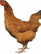 Image result for Chicken Clip Art