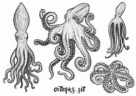 Image result for Octopus Sketch