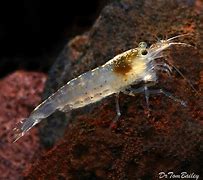 Image result for Algae Shrimp