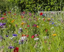 Image result for Perennial Wildflower Garden