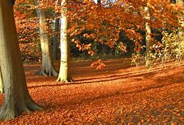 Image result for Netherlands Months and Seasons