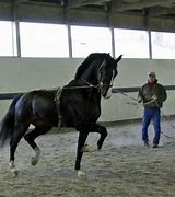 Image result for Horse Trainer