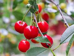 Image result for Montmorency Cherry Tree