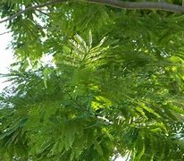 Image result for Parota Tree