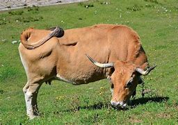 Image result for ox