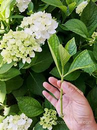Image result for Hydrangea Cuttings Propagation