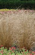 Image result for Carex buchananii Red Rooster
