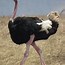 Image result for What Is the World's Biggest Bird