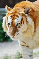 Image result for Golden Tiger Arm and Leg