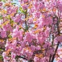 Image result for Blooming Cherry Tree