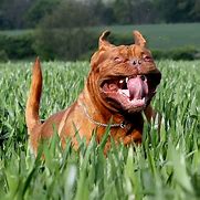 Image result for Funny Dog Running