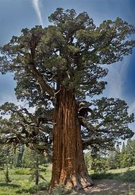Image result for 7000 Year Old Tree