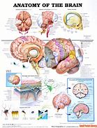Image result for Human Brain Infographic