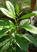 Image result for Mixed Tree Lime/Lemon