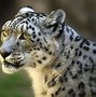 Image result for Animales