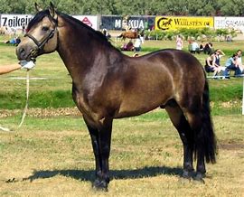 Image result for Irish Horse Breeds