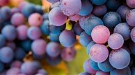 Image result for Vivente Pinot Noir