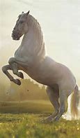 Image result for Pretty White Horses