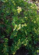 Bildergebnis für Coronilla valentina subsp. glauca