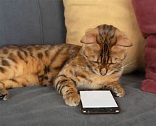 Image result for Cat Cell Phone